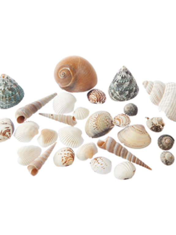 Muscheln